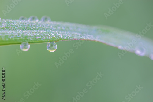 Close up of Rain drops on leaf of green grass, macro