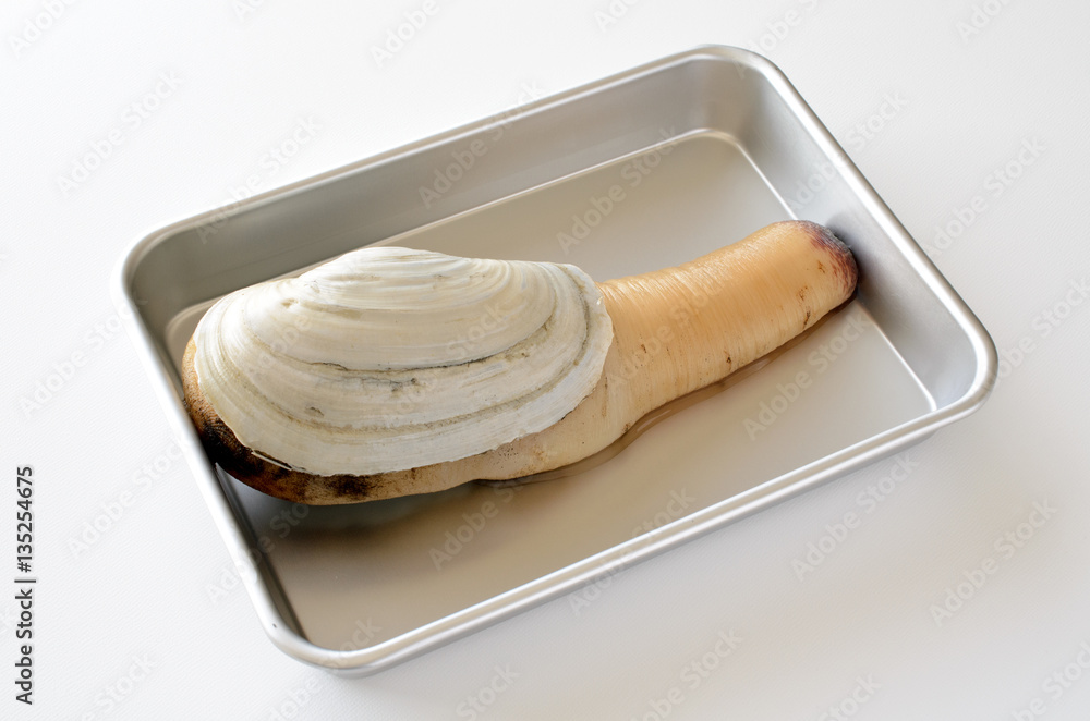 白ミル貝