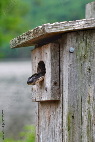 A black rat snake searching for a meal inside a bird box in a state park in Connecticut