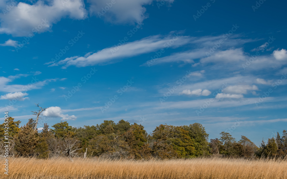 Obraz premium Salt Marsh and Cedars