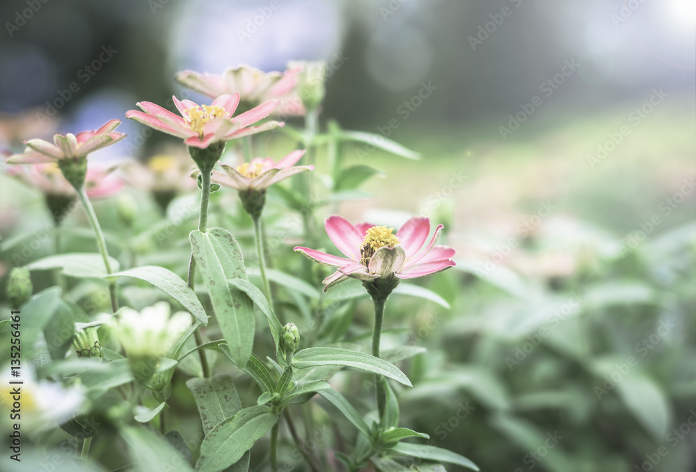 Fototapeta premium Colorful flowers for background