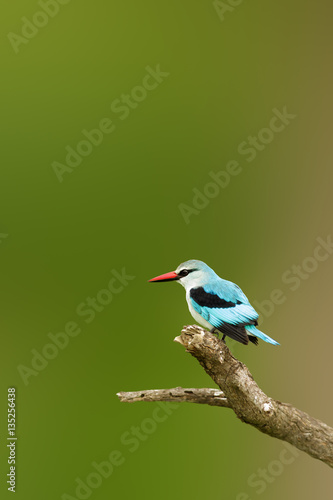Photography Adult Woodlands kingfisher perched on a branch, lots of copy space