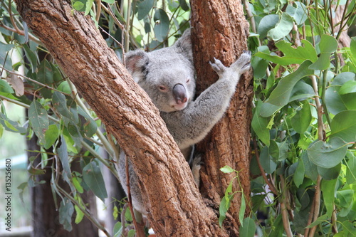 Photography Koala in Tree