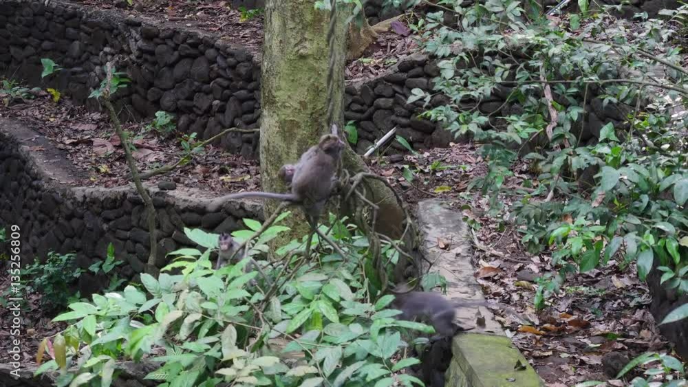 Family games monkeys on lianas in tropical forests of Indonesia. Wild mammals on the exotic island Bali give bright impressions tourists. Family games monkeys on lianas in tropical forests of Indonesia. Wild mammals on the exotic island Bali give bright impressions tourists.