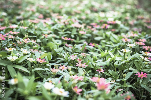 Selective focus flowers background