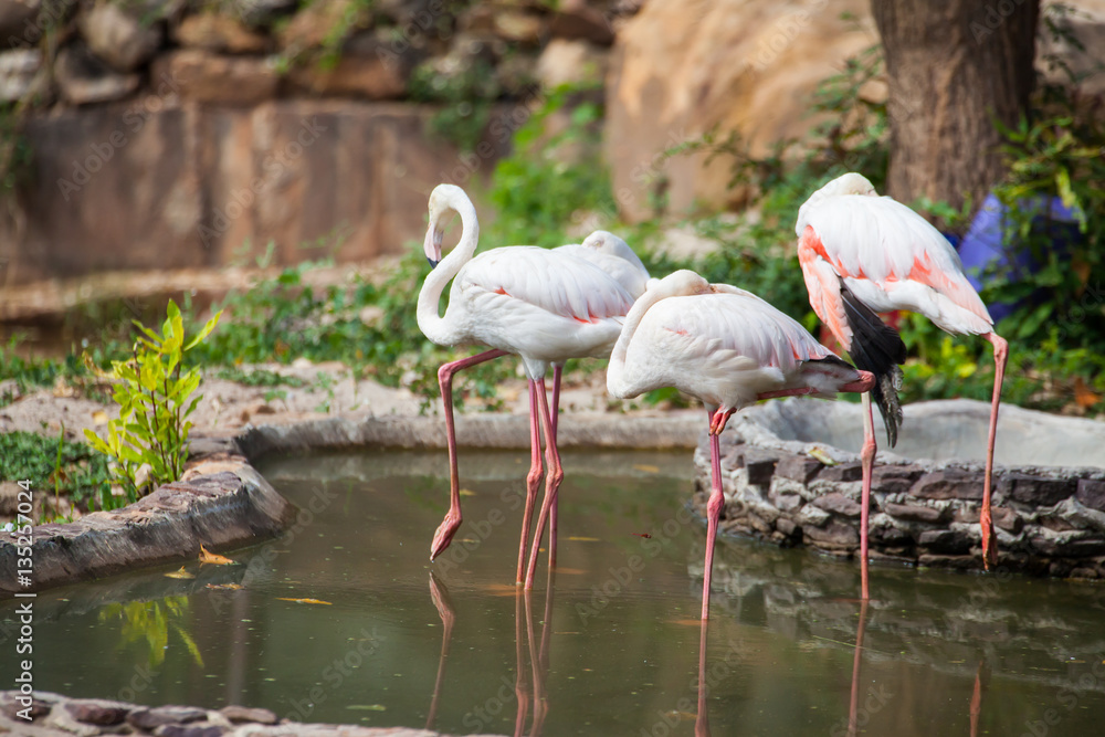 Beautiful pink big bird Greater Flamingo.