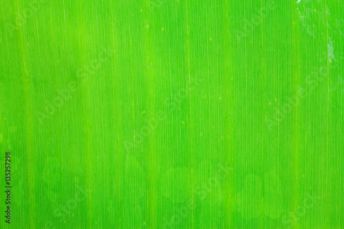 Green leaf texture for background.