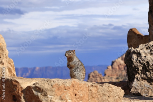 Wild Squirrel :Grand Canyon