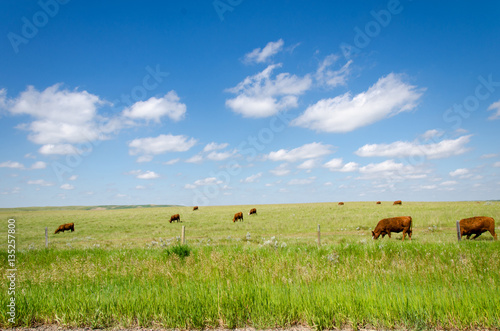 Happy cows green pasture on blue sky day