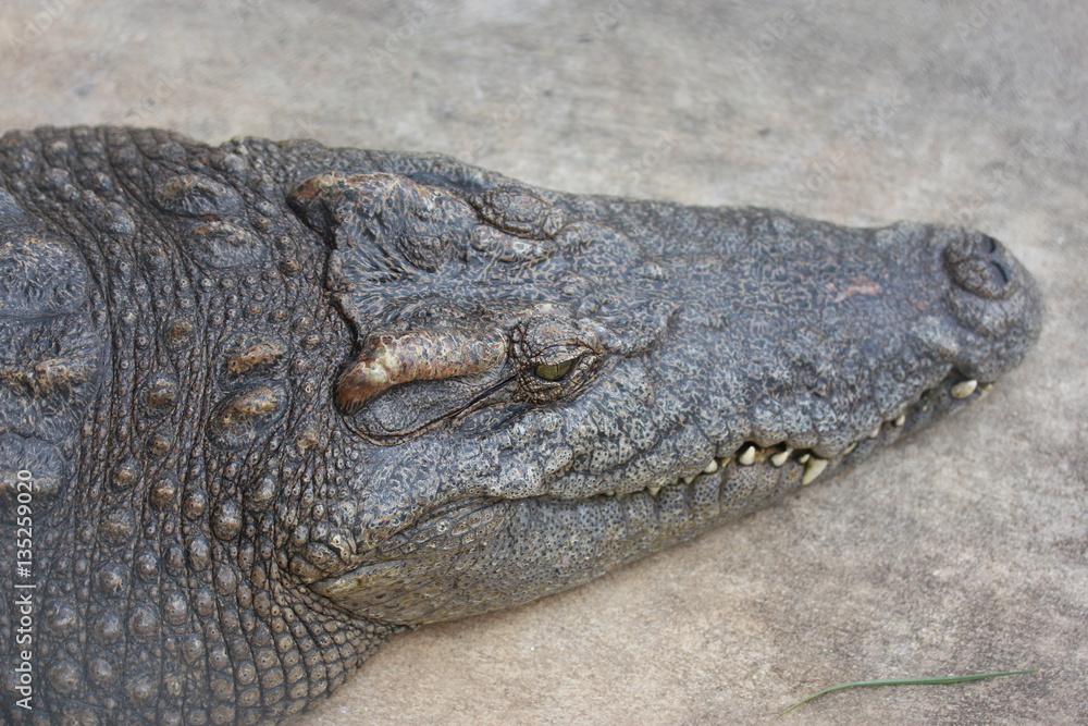 Crocodile lying Crocodile lying