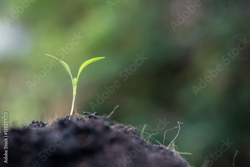 Close up of young sprout grow.