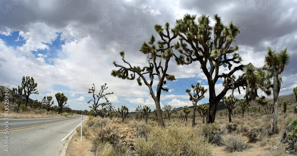 Car Driving on American Highway through Joshua Tree National Park, California Desert Car Driving on American Highway through Joshua Tree National Park, California Desert