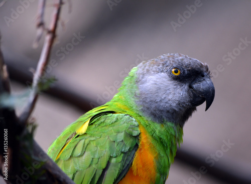Green Parrot/Green Parrot with grey head