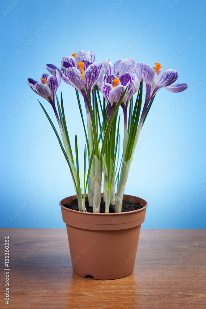 Crocus flowers in a pot Crocus flowers in a pot