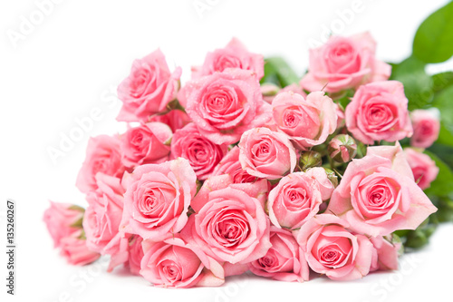 Pink roses isolated on a white background