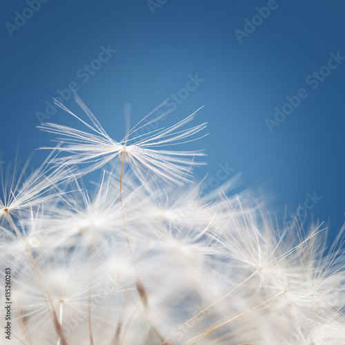 Dandelion fluff on a blue background