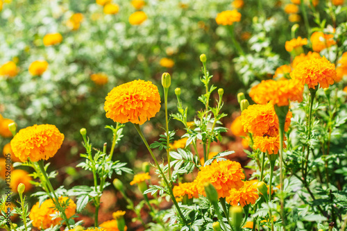 Fototapeta Naklejka Na Ścianę i Meble -  marigold in a plantation..