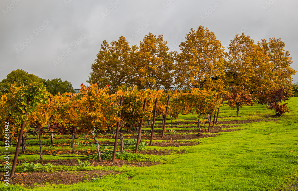 Naklejka premium vineyard
