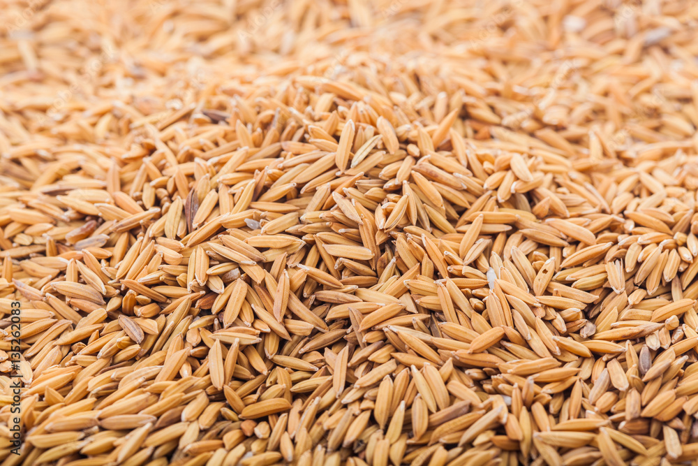Closeup details background. Pile of unmilled rice with selective focus.