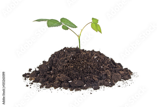 Young sprout of rose in soil humus on a white background