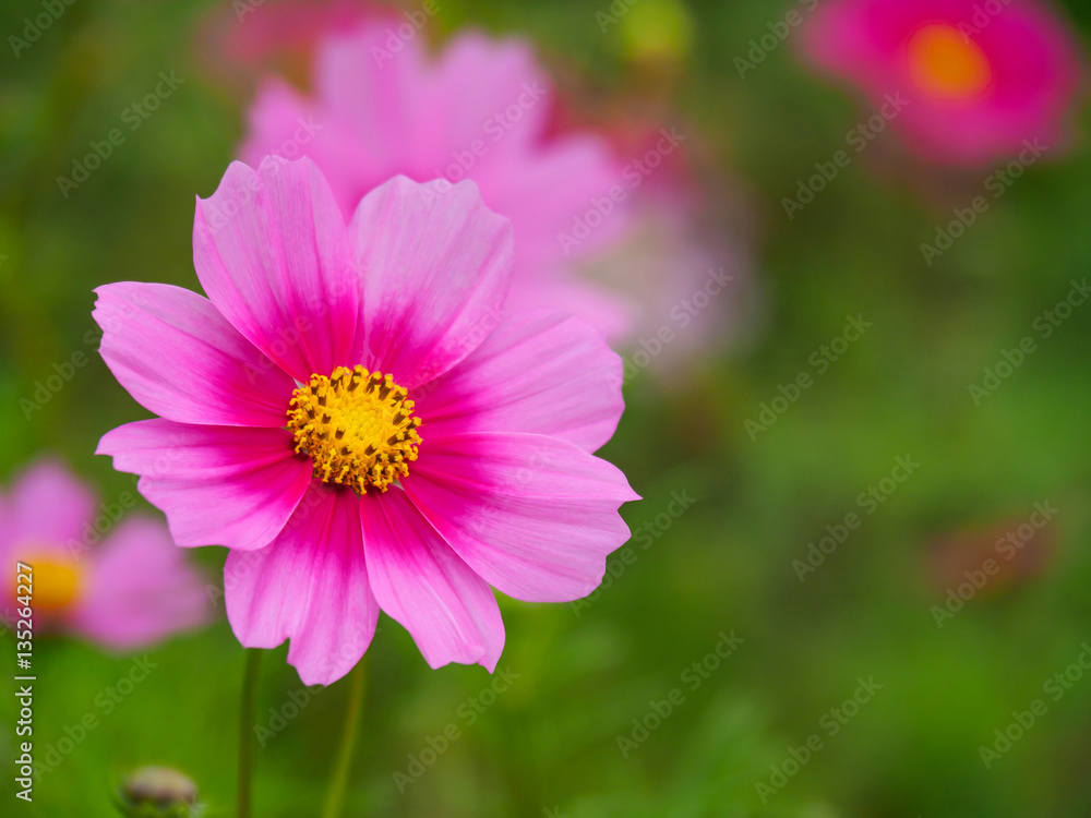 Pink cosmos flower (Cosmos Bipinnatus) with green blurred backgr Pink cosmos flower (Cosmos Bipinnatus) with green blurred backgr