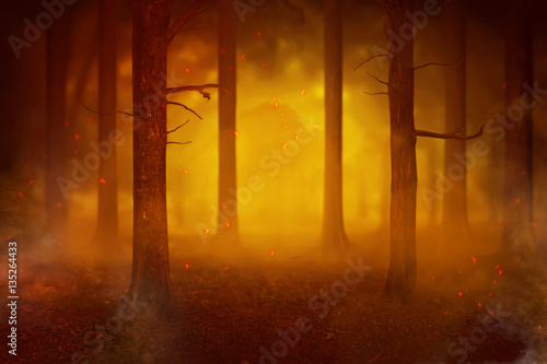Temperature rise impact to the fires in the forest