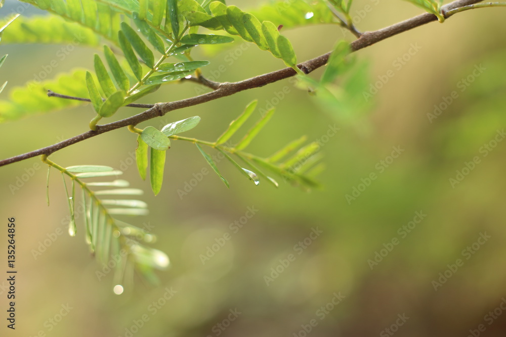 Drops of water clinging to the leaves and tamarind Drops of water clinging to the leaves and tamarind