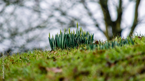 First Daffodil Shoots C Captured In England January 2017 Close Up Shallow Depth of Field