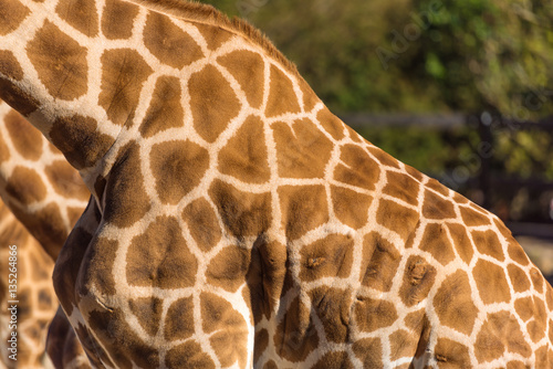 Geometric patterns of Giraffes skin
