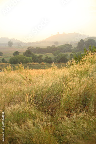 Field of Melinis Repens in the morning