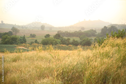 Field of Melinis Repens in the morning