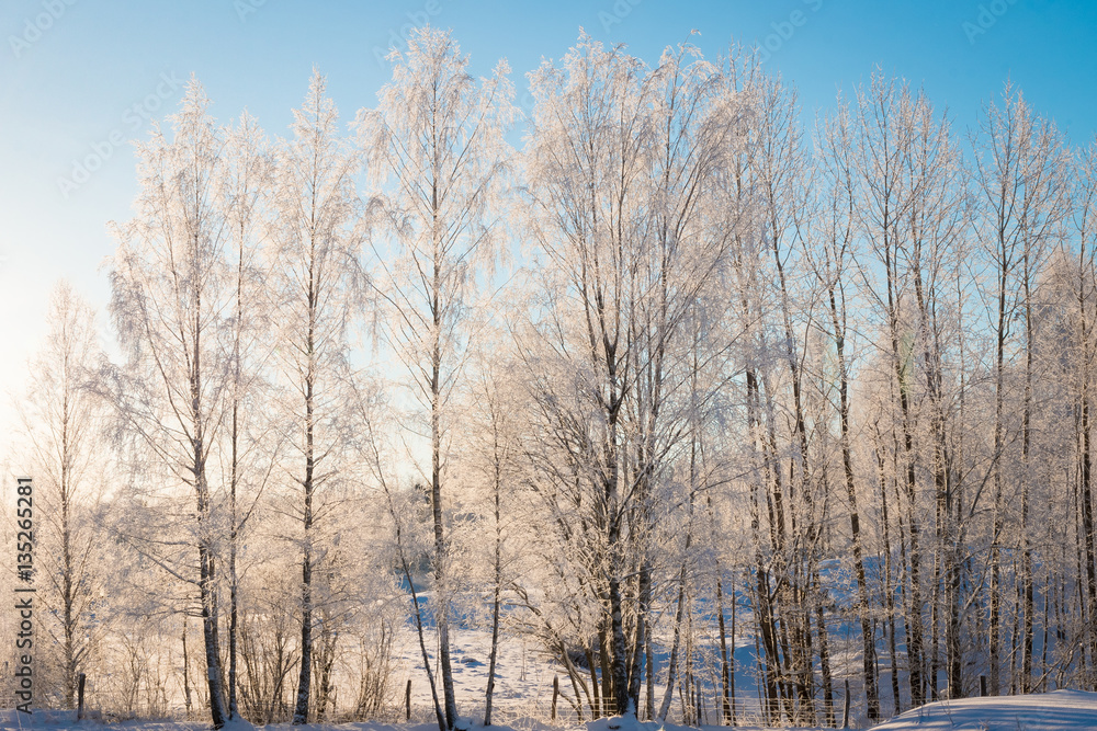 Frozen birch trees in sunshine