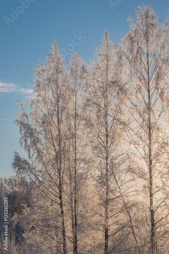 Frozen birch trees in sunshine