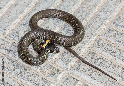 Snake adder