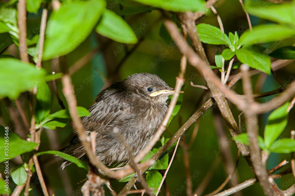 Nestling birds Nestling birds