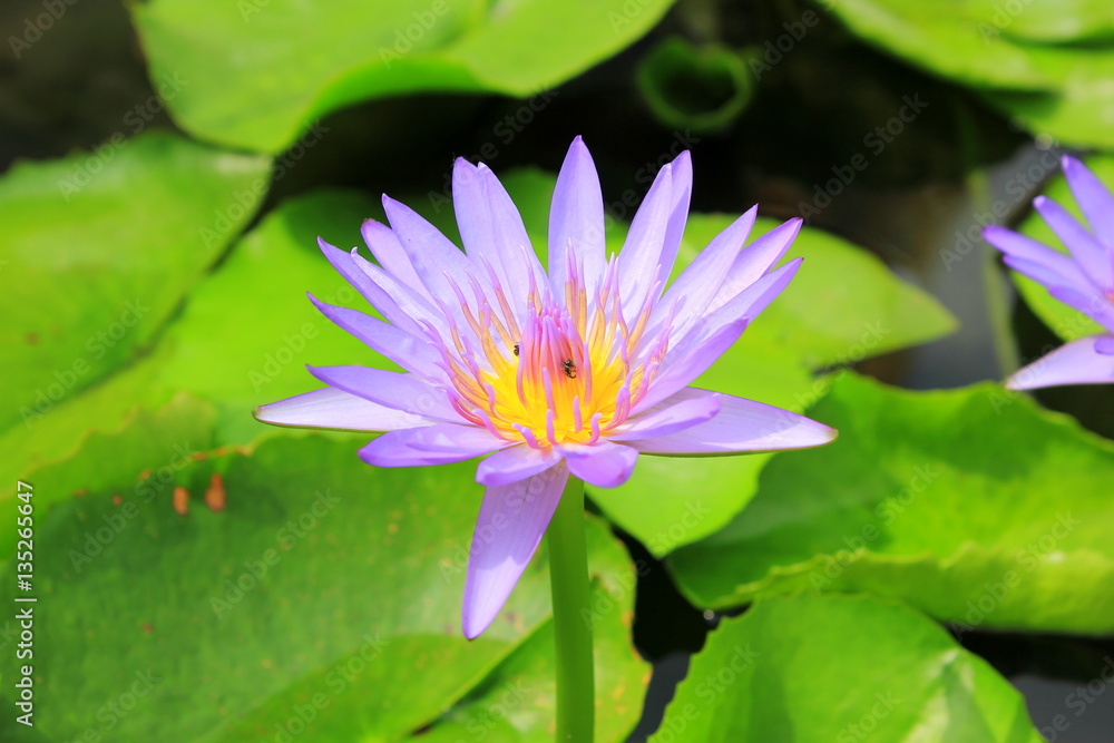 Lotus flower Lotus flower