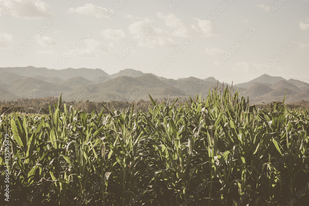 Obraz premium corn field concept
