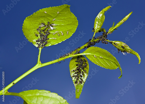 Aphid living and grey bag on a green