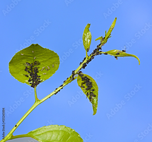 Aphid living and grey bag on a green photo