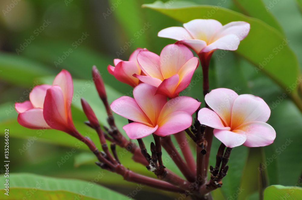 Frangipani Flowers White Pink Yellow