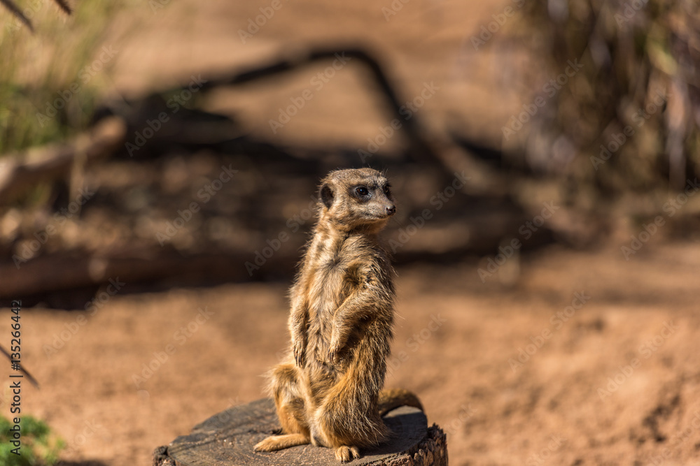 Fototapeta premium African mongoose, suricate or meerkat standing