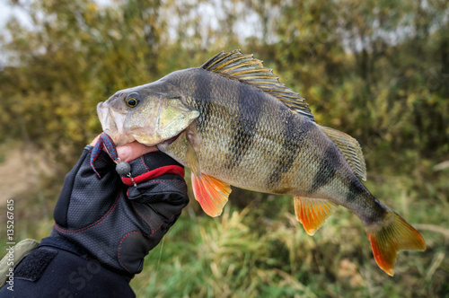 Beautiful yellow perch.