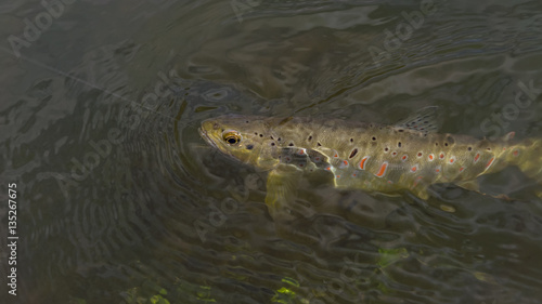 Beautiful brown trout caught by fly fishing.