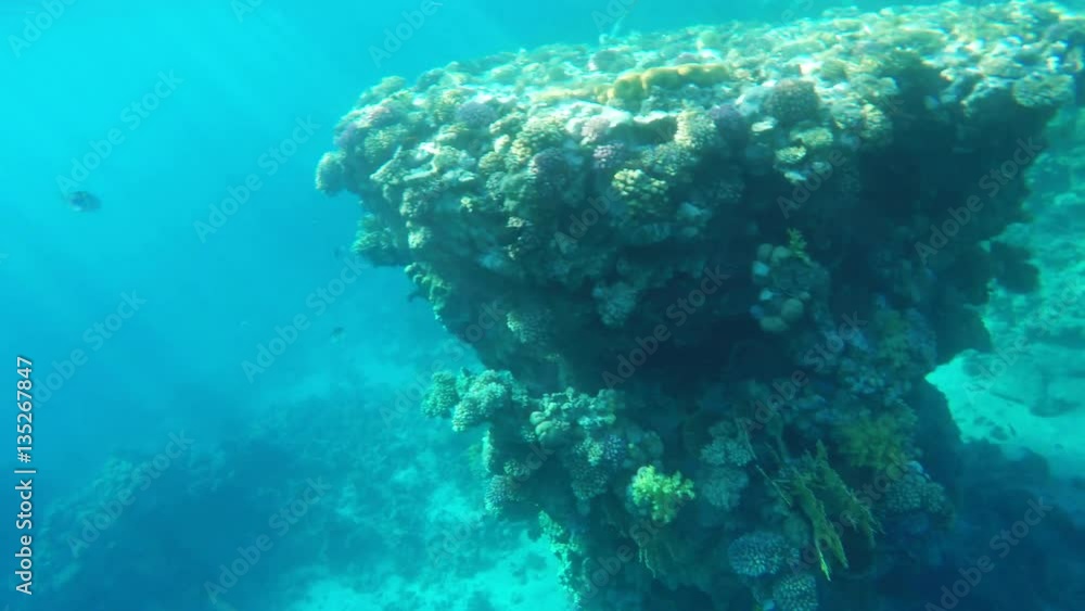Reef with beautiful corals in the clear water. Reef with beautiful corals in the clear water.