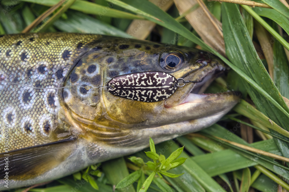 Wild brown trout caught spoon Wild brown trout caught spoon