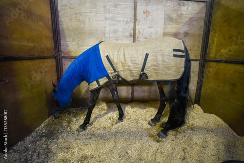 Horse covered with a blue blanket in a stable