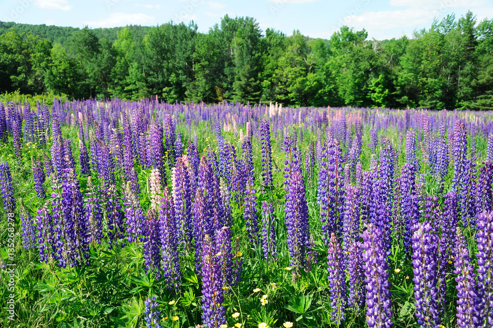 lupine blossom in spring in wild area lupine blossom in spring in wild area
