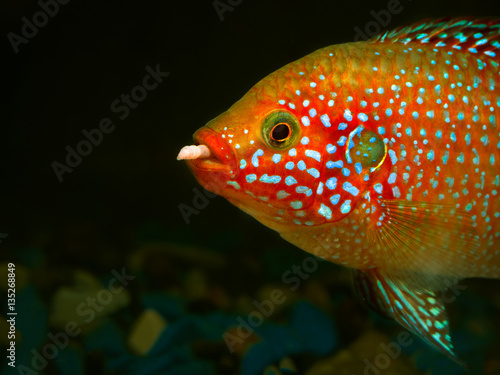 Beautiful big fish with a worm in his mouth. Portrait of a Hemichromis lifalili. Macro photo