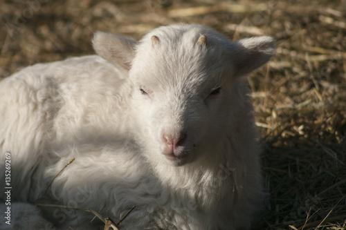 Little Jacob Sheep