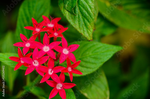 Fototapeta Naklejka Na Ścianę i Meble -  medicinal plant ginseng
